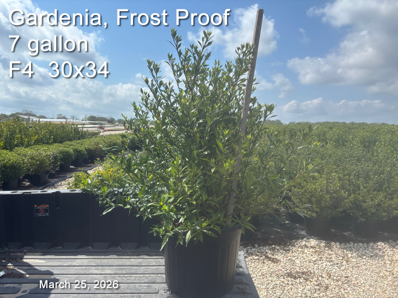 gallery/gfp7 f4 mar25.jpg